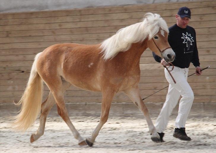 Haflinger (DTH) kåring 2011 - Kat. nr. 83 Susette, 3 års hoppe, 73 p. billede 121
