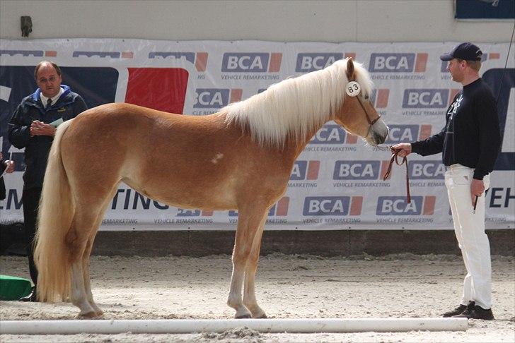 Haflinger (DTH) kåring 2011 - Kat. nr. 83 Susette, 3 års hoppe, 73 p. billede 122