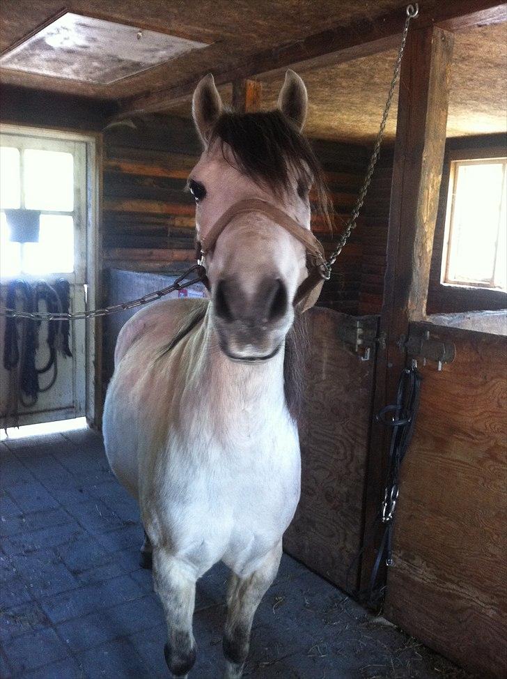 [Camilla Stormont] Random hest... - Min lille charmerende pony! billede 1