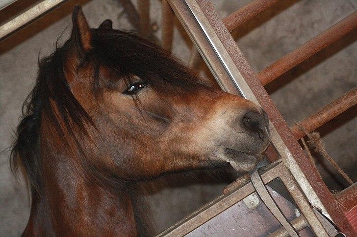 Bella Bolina Du betyder alt! :´) billede 3