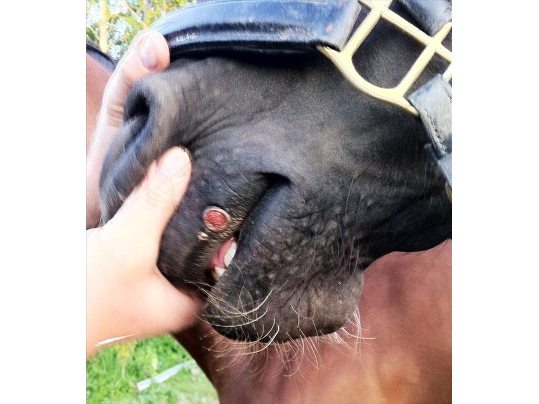 forbruge salon Enumerate Underlige sår ved mund - Diverse hest - Uploadet af Karina S
