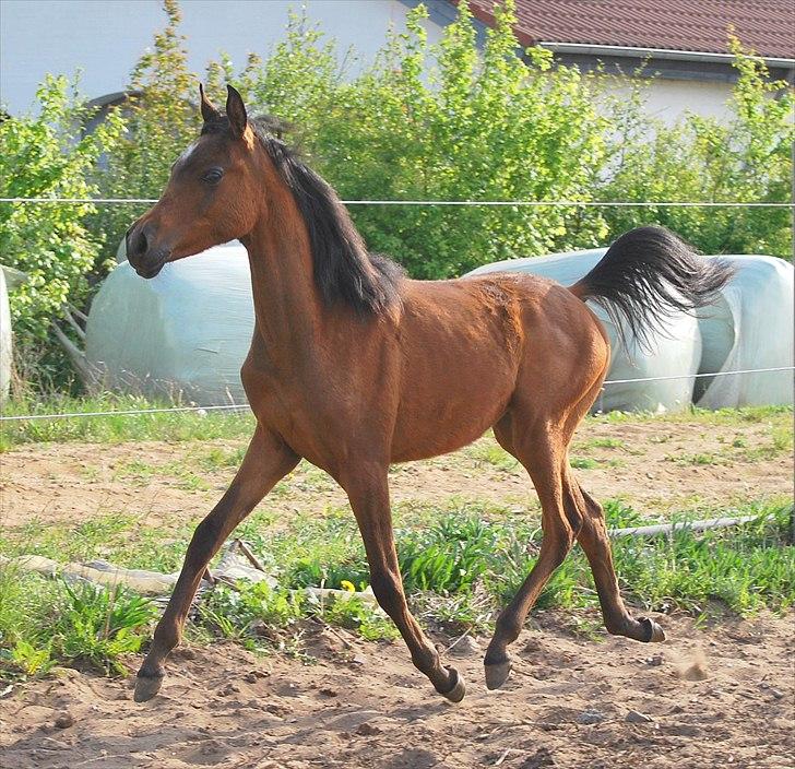 Min lille prinsesse Zijara Amelia billede 6