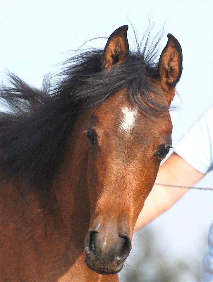 Min lille prinsesse Zijara Amelia billede 15