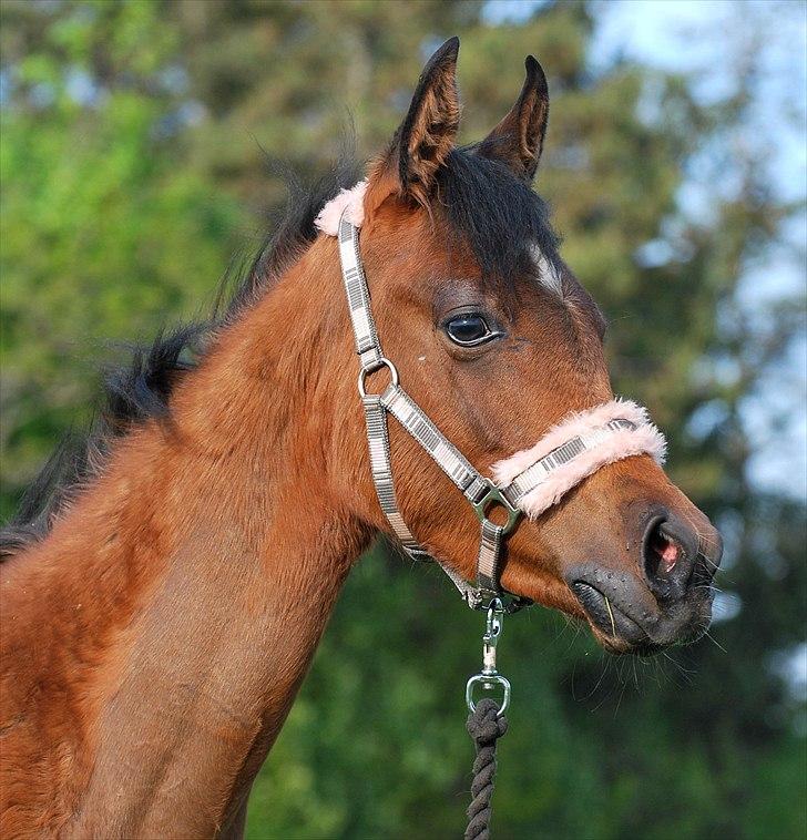 Min lille prinsesse Zijara Amelia billede 21