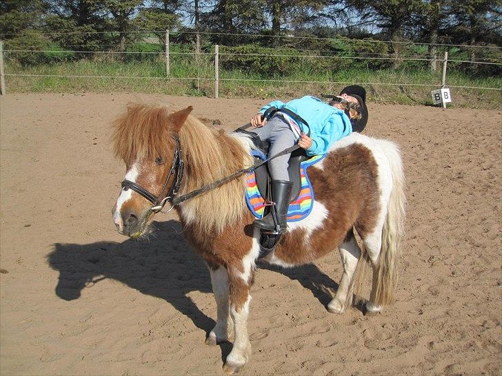 Tøsens 25 års fødselsdag på Rideklubben - Se lige hvad man også ka'. 
Verdens bedste lille børnepony, gid alle børn fik mulighed for at knytte sådanne bånd til en pony.
 billede 8