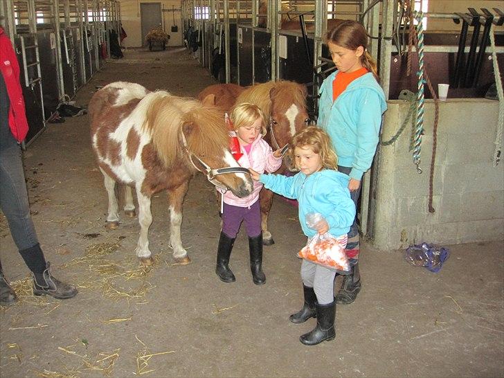 Tøsens 25 års fødselsdag på Rideklubben billede 14