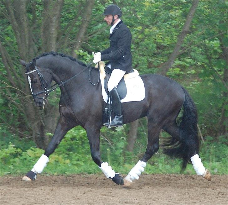 Vinder af 4 års kvalifikation i DRF dressur championat billede 1