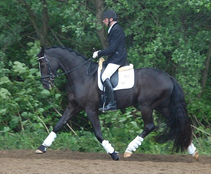 Vinder af 4 års kvalifikation i DRF dressur championat billede 2