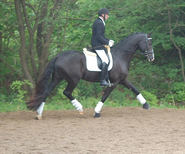 Vinder af 4 års kvalifikation i DRF dressur championat billede 4