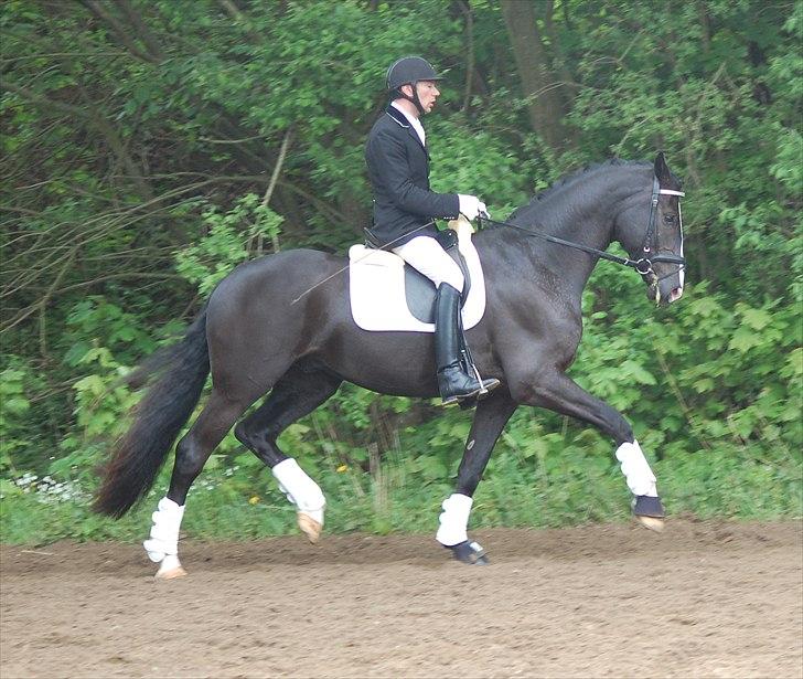 Vinder af 4 års kvalifikation i DRF dressur championat billede 8