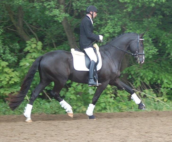 Vinder af 4 års kvalifikation i DRF dressur championat billede 9