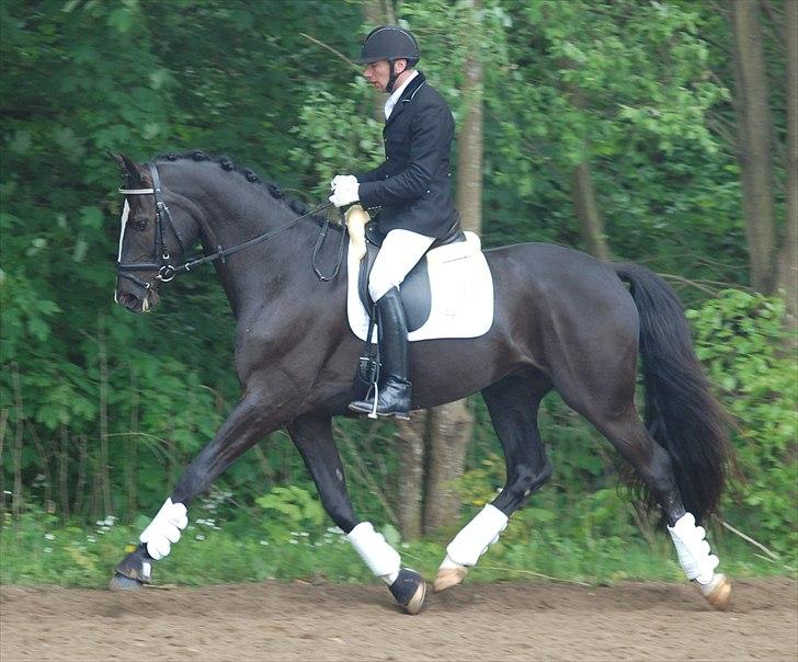 Vinder af 4 års kvalifikation i DRF dressur championat billede 10