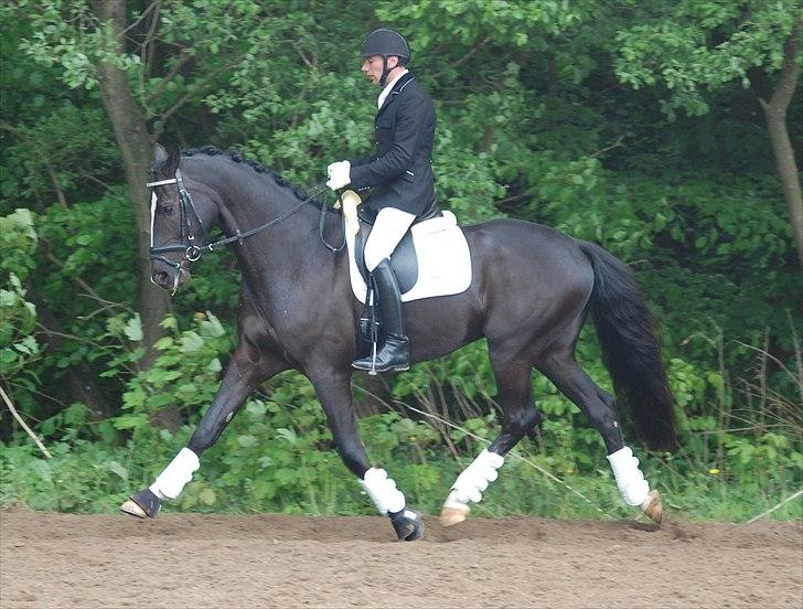 Vinder af 4 års kvalifikation i DRF dressur championat billede 11