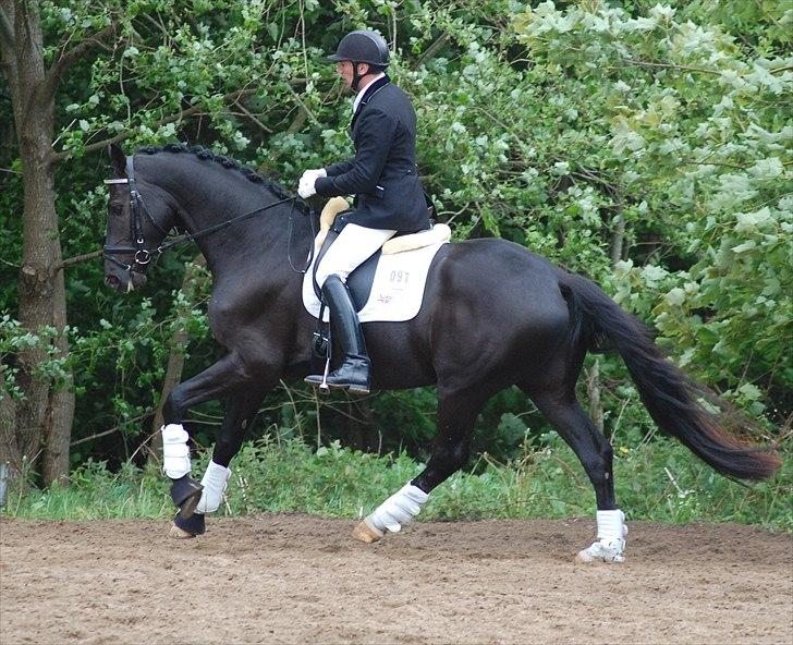 Vinder af 4 års kvalifikation i DRF dressur championat billede 12