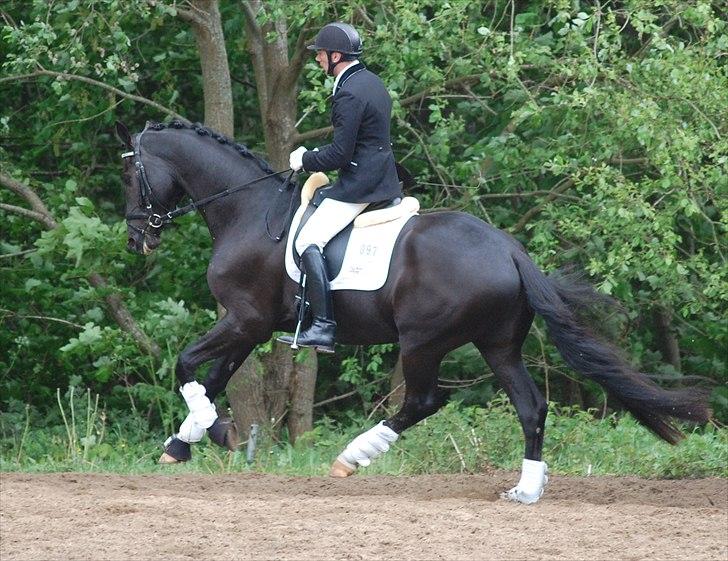 Vinder af 4 års kvalifikation i DRF dressur championat billede 13