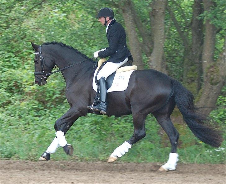 Vinder af 4 års kvalifikation i DRF dressur championat billede 15