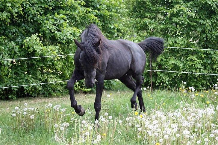 E`too Sort ox araber hingst billede 1