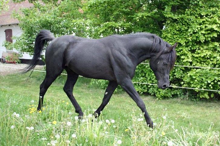 E`too Sort ox araber hingst billede 2