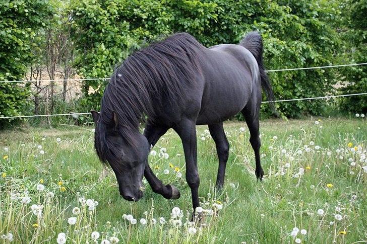 E`too Sort ox araber hingst billede 3