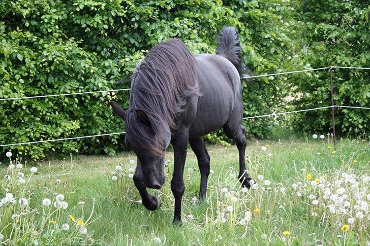 E`too Sort ox araber hingst billede 4