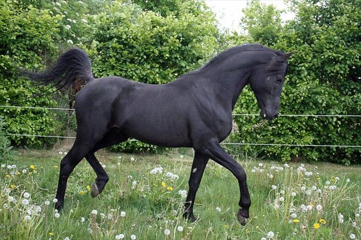 E`too Sort ox araber hingst billede 5