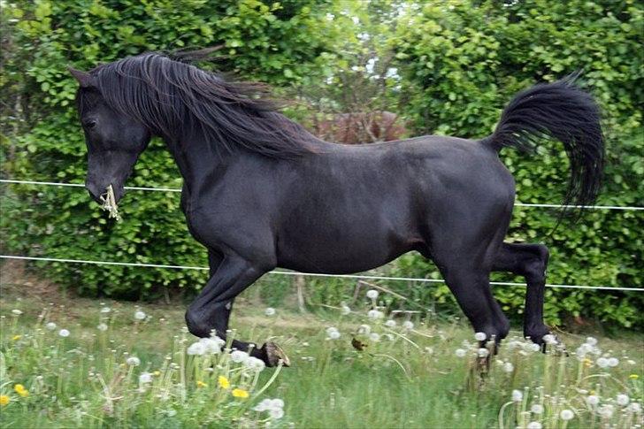 E`too Sort ox araber hingst billede 6