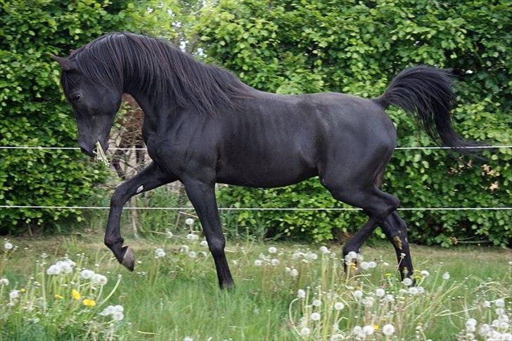 E`too Sort ox araber hingst billede 7