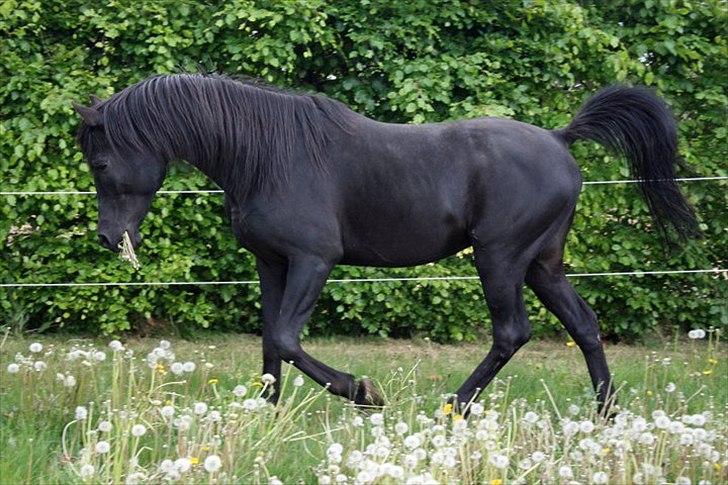 E`too Sort ox araber hingst billede 9