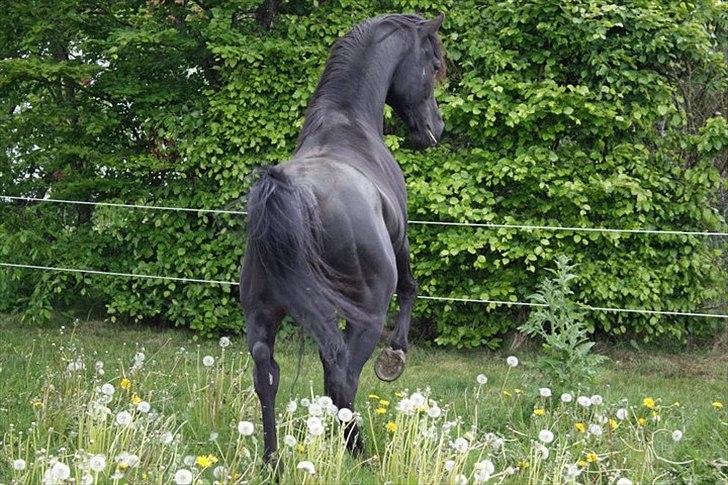 E`too Sort ox araber hingst billede 10