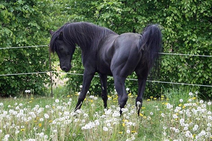 E`too Sort ox araber hingst billede 11