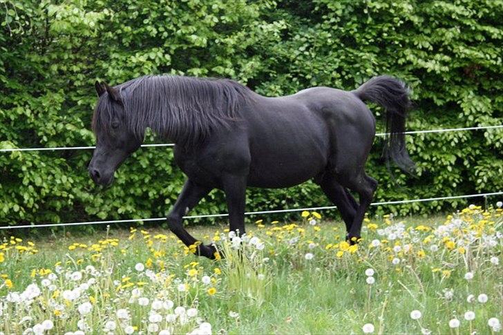 E`too Sort ox araber hingst billede 12