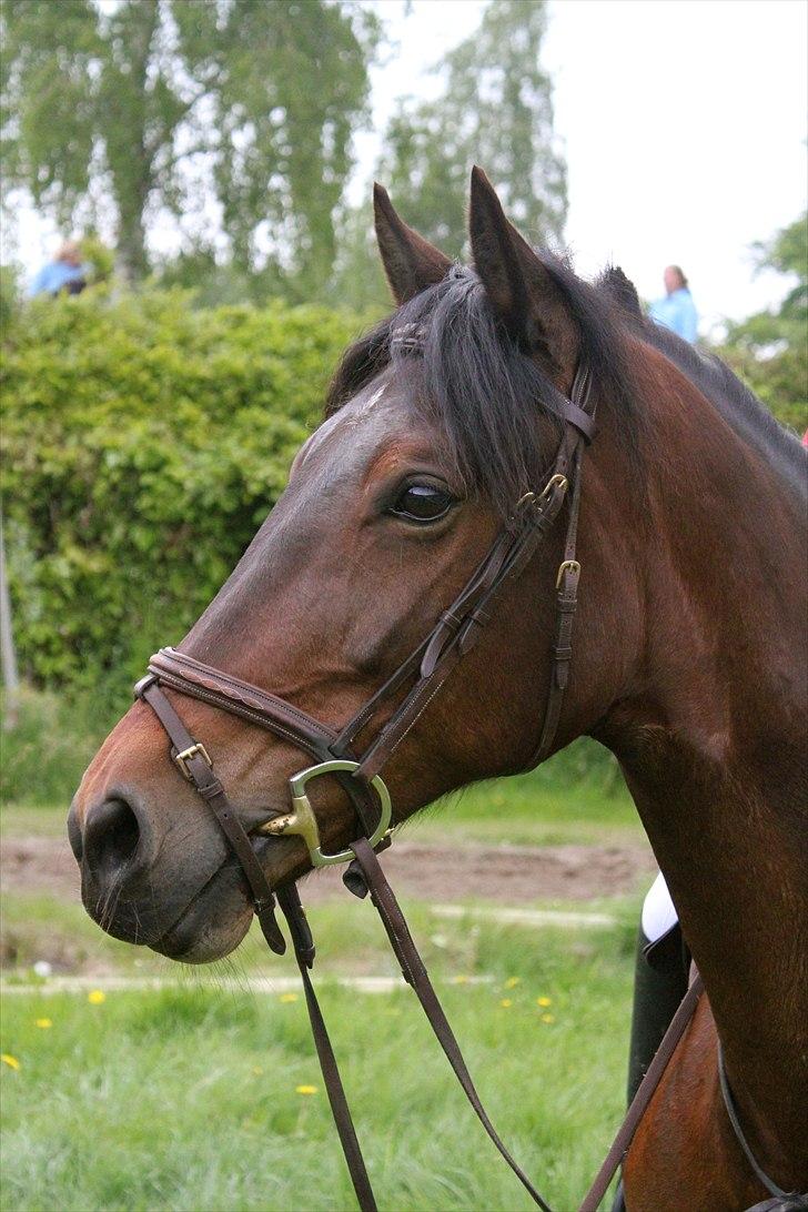 Mig og chrisser til hestestævne i holte billede 7