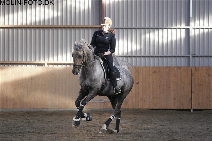 Dressurkursus v. Bjarne Elefsen - 4.-5 . marts billede 1