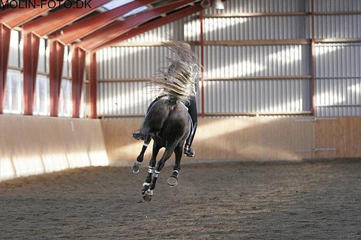 Dressurkursus v. Bjarne Elefsen - 4.-5 . marts - Flyvende changement :D Haha. Hvor blev rytteren lige af?? :P billede 2