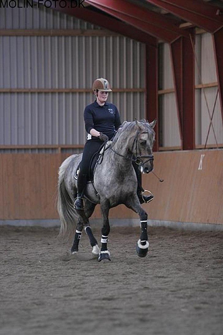 Dressurkursus v. Bjarne Elefsen - 4.-5 . marts billede 3