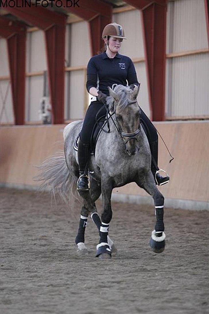 Dressurkursus v. Bjarne Elefsen - 4.-5 . marts billede 4