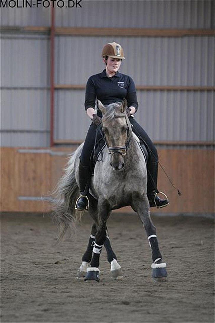 Dressurkursus v. Bjarne Elefsen - 4.-5 . marts billede 5