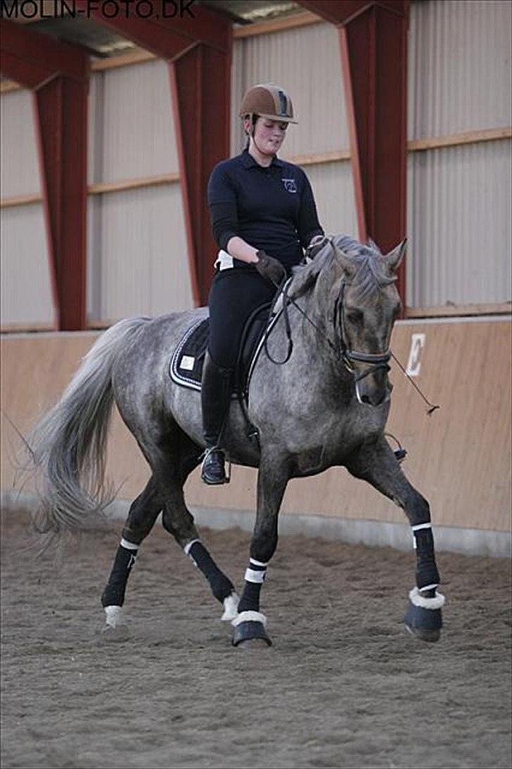 Dressurkursus v. Bjarne Elefsen - 4.-5 . marts billede 6