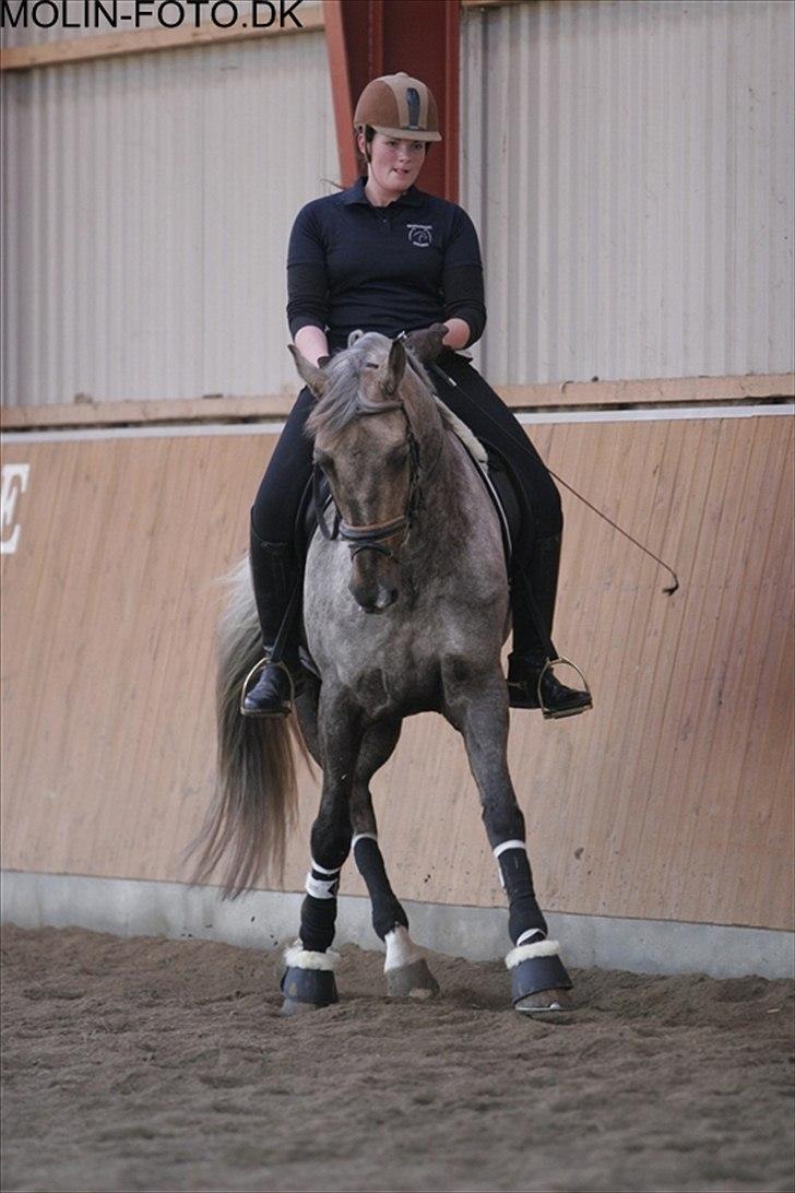 Dressurkursus v. Bjarne Elefsen - 4.-5 . marts billede 7