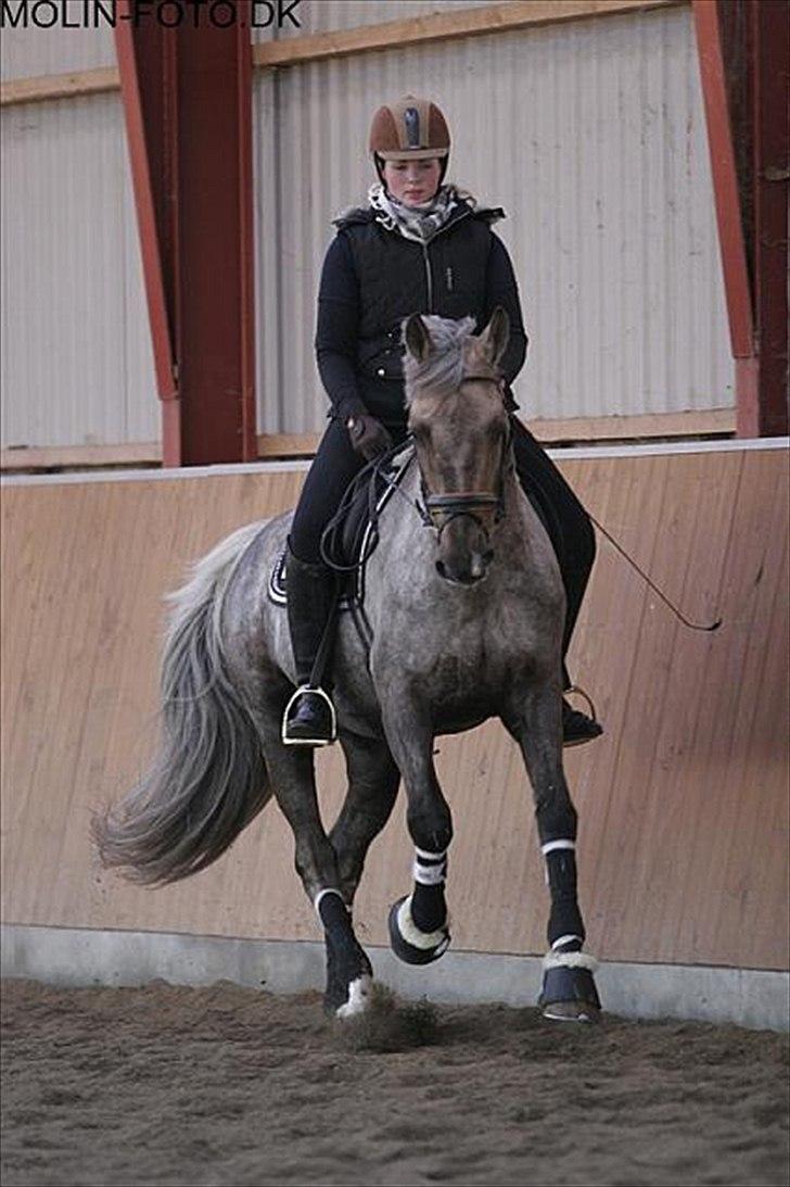 Dressurkursus v. Bjarne Elefsen - 4.-5 . marts billede 8