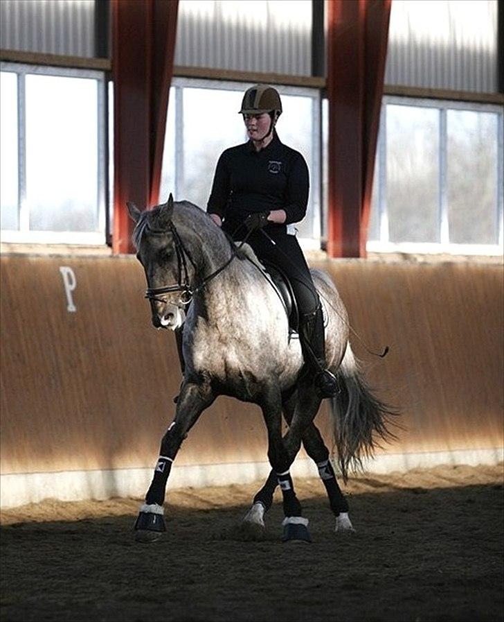 Dressurkursus v. Bjarne Elefsen - 4.-5 . marts billede 9