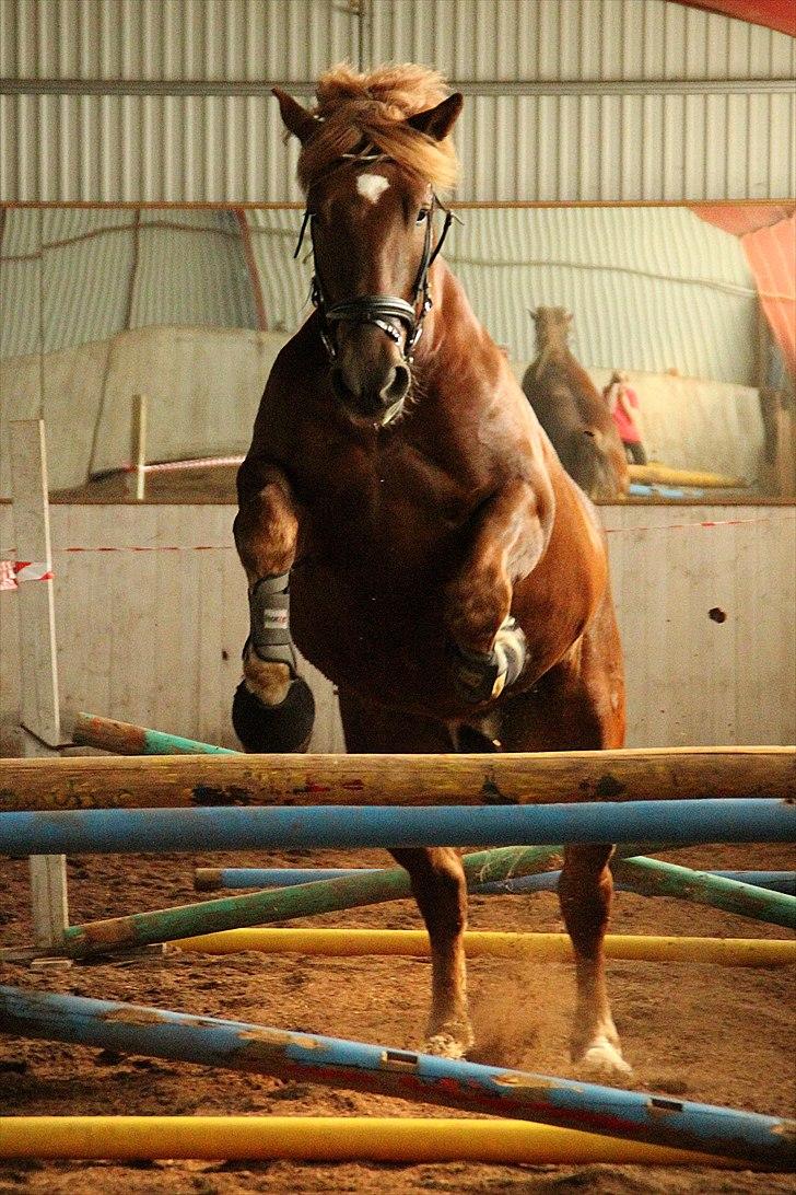 Hvem siger koldblodsheste ikke kan springe? billede 1