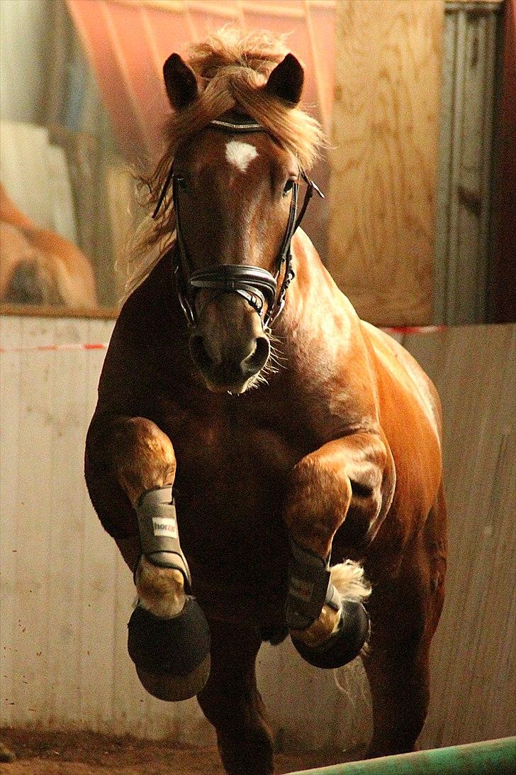 Hvem siger koldblodsheste ikke kan springe? billede 2