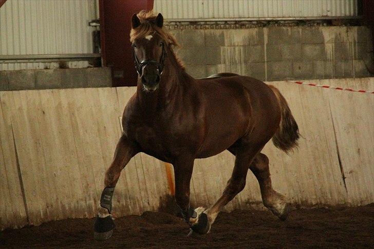 Hvem siger koldblodsheste ikke kan springe? billede 3