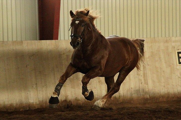 Hvem siger koldblodsheste ikke kan springe? billede 4