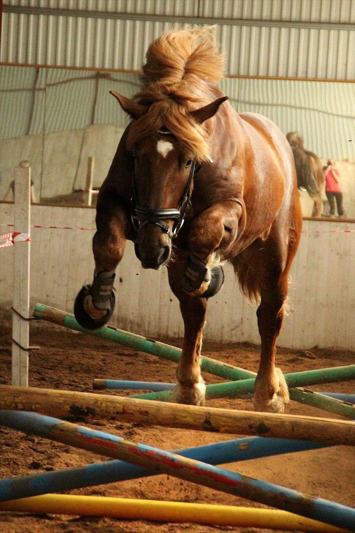 Hvem siger koldblodsheste ikke kan springe? billede 5