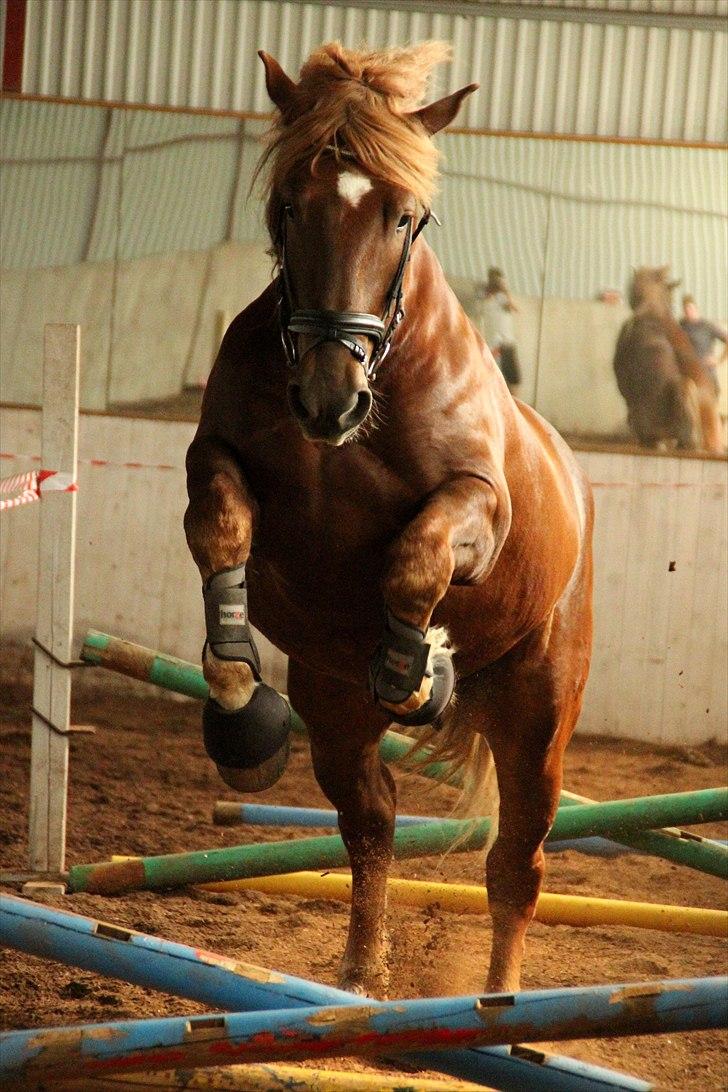 Hvem siger koldblodsheste ikke kan springe? billede 6