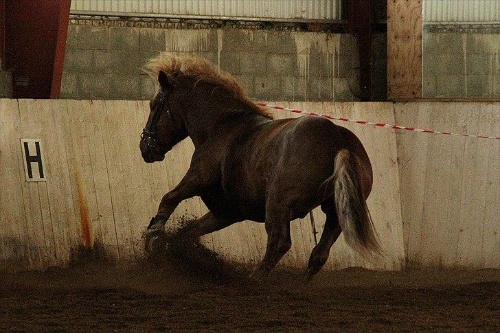 Hvem siger koldblodsheste ikke kan springe? billede 7