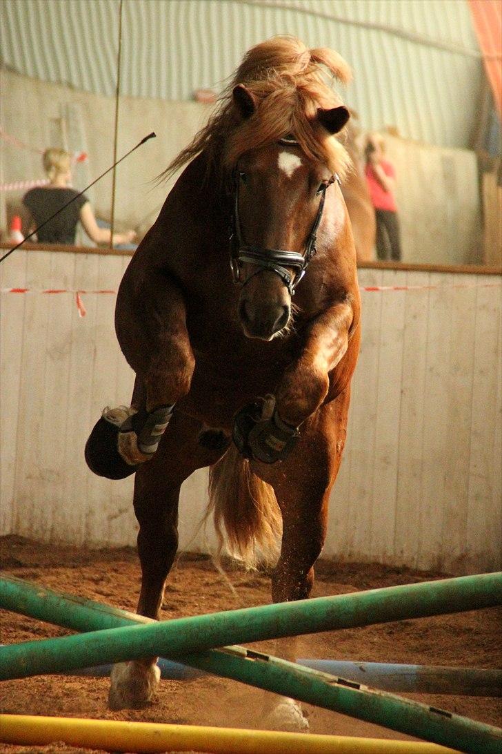 Hvem siger koldblodsheste ikke kan springe? billede 8
