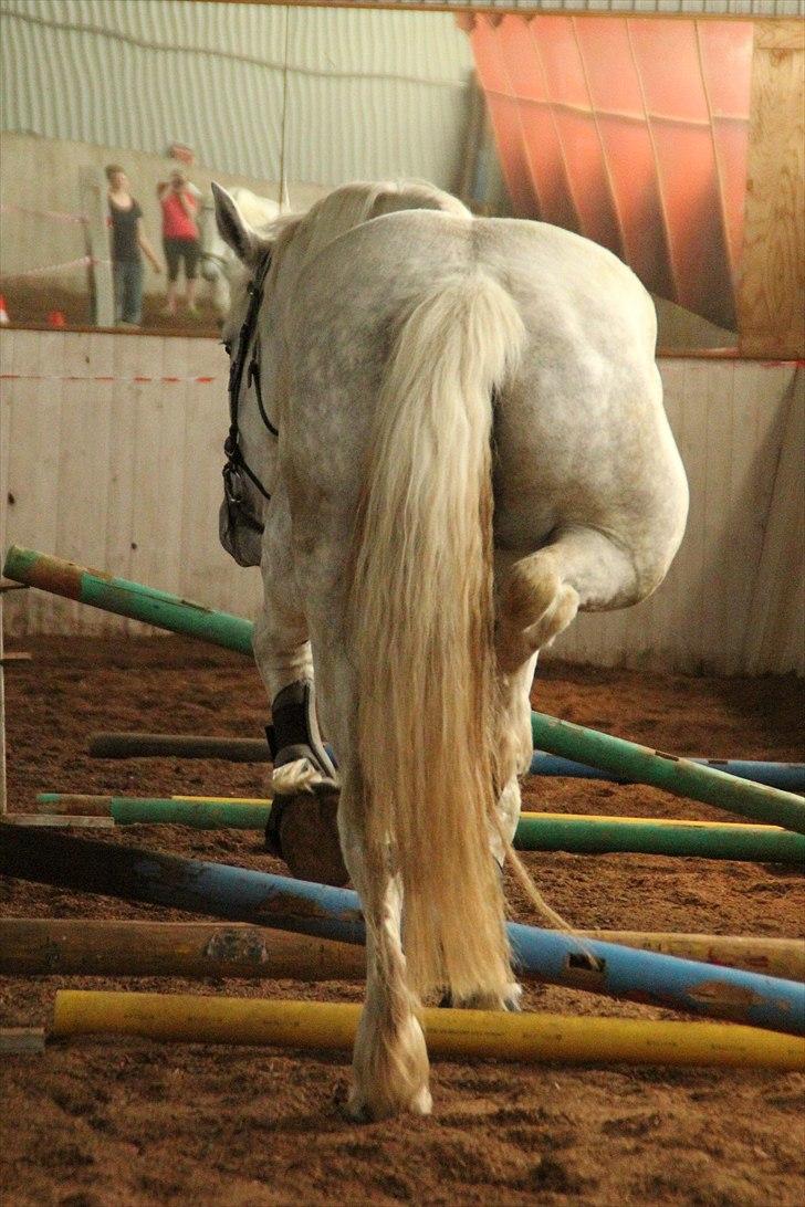 Hvem siger koldblodsheste ikke kan springe? billede 9
